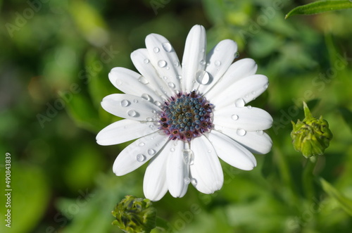 Osteospermum ecklonis - is a perennial plant of the Asteraceae family, native to South Africa