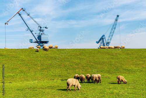 Sheep grazing on the dyke to the harbour in Orsoy, North Rhine-Westphalia, Germany photo