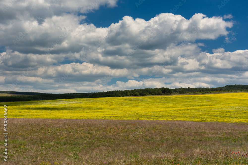 Obraz premium A rapeseed yellow field with a beautiful blue sky and large white clouds. Panoramic bright natural background. Summer sultry landscape. Cultivation of rapeseed, mustard for the production of oil.