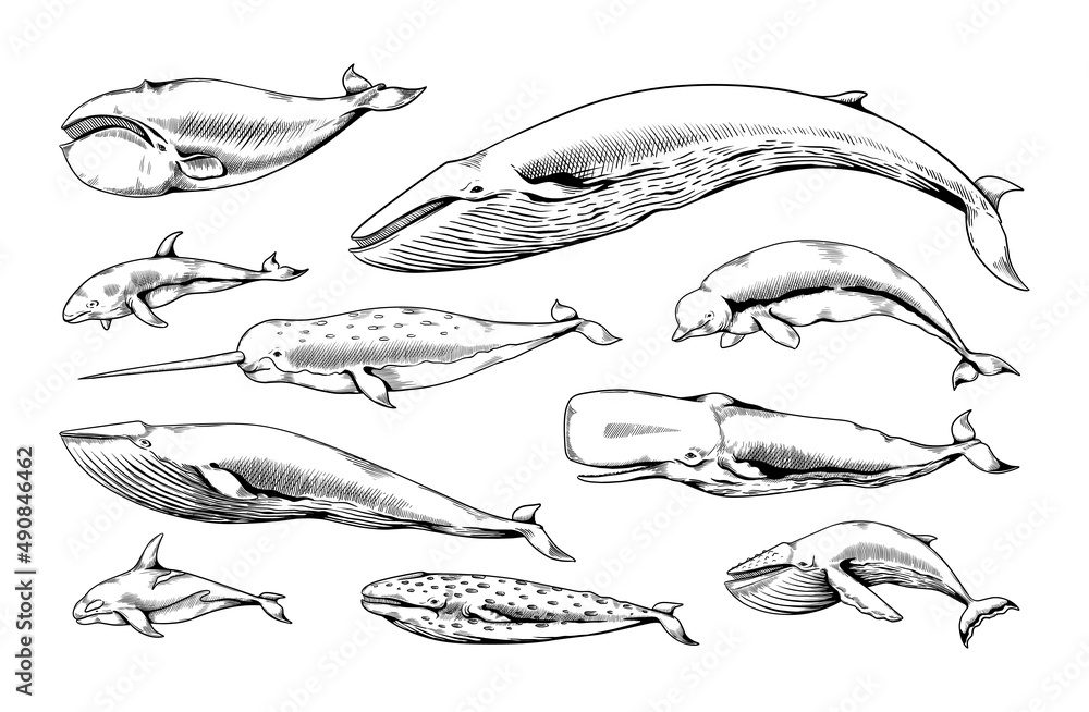 Naklejka premium Hand drawn whales. Ocean animal vintage sketch. Narwhal beluga cachalot aquatic species. Marine mammals. Humpback and dolphin. Underwater swimming giant creatures. Vector sea fauna set