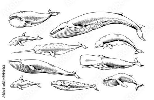 Hand drawn whales. Ocean animal vintage sketch. Narwhal beluga cachalot aquatic species. Marine mammals. Humpback and dolphin. Underwater swimming giant creatures. Vector sea fauna set