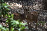 Cheetal or spotted deer (Axis axis) roaming in the forest : (pix SShukla)
