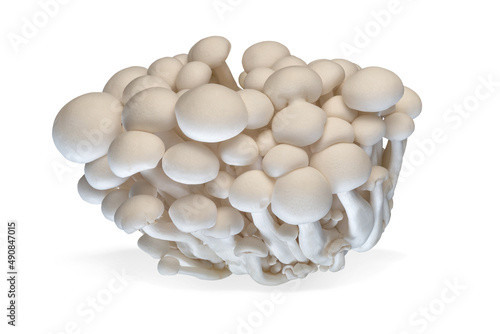 Enoki mushroom isolated on white background. Healthy plant based food diet lifestyle.