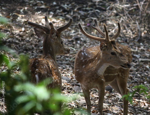 Fototapeta Naklejka Na Ścianę i Meble -  Cheetal or spotted deer (Axis axis) roaming in the forest : (pix SShukla)
