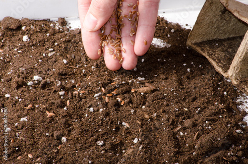 Obraz na plátně planting seeds in soil hand and seeds