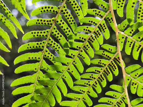 Photos Beautiful closeup of a fern plant with black spores