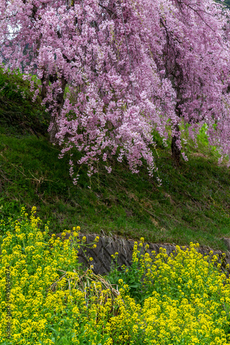 Fototapeta Naklejka Na Ścianę i Meble -  桜とアブラナ
