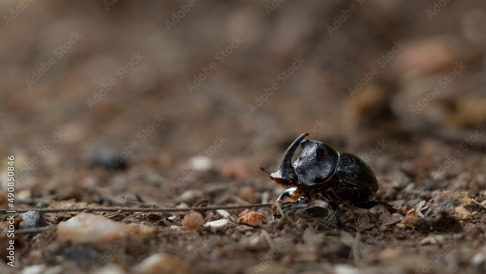 Rhino Beetle male, Rhinoceros Beetle. Rhino Beetle male, Rhinoceros Beetle.