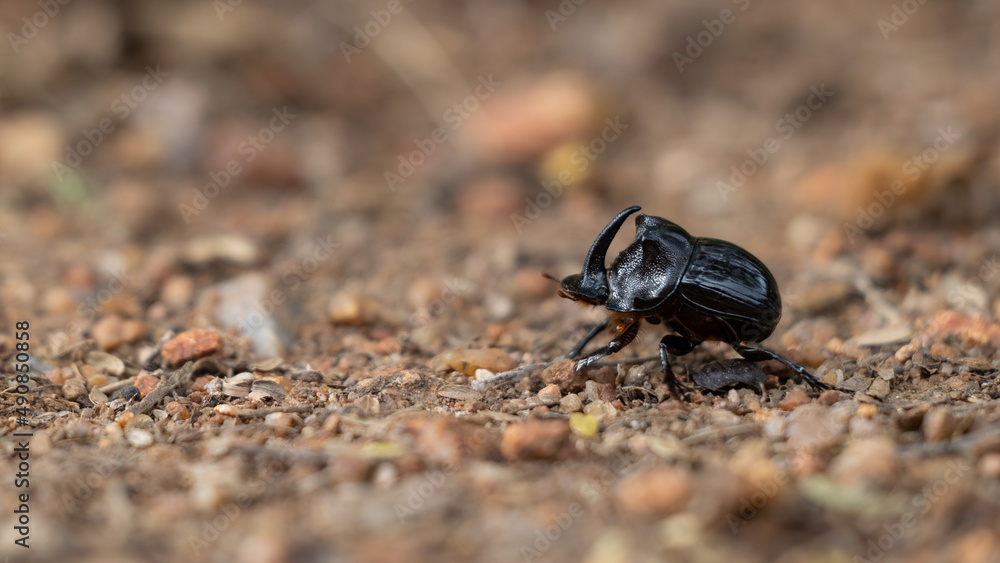 Rhino Beetle male, Rhinoceros Beetle.