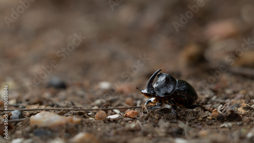 Rhino Beetle male, Rhinoceros Beetle.