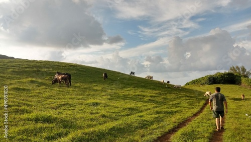 cows eating at the field