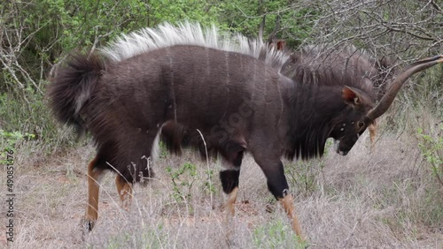 Nyala bulls sizing each other up