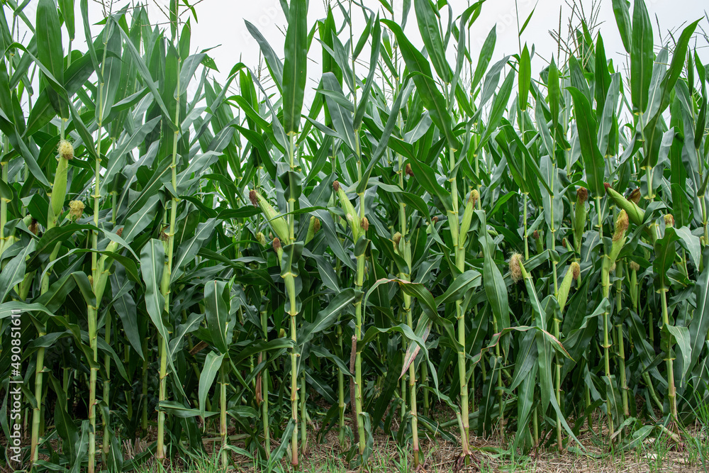 Fototapeta premium green corn field in agricultural garden 