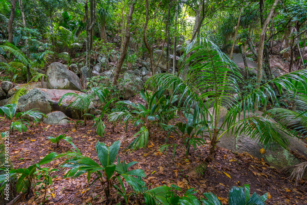 Wet jungles after tropical rain on Praslin island in Seychelles. Wet jungles after tropical rain on Praslin island in Seychelles.