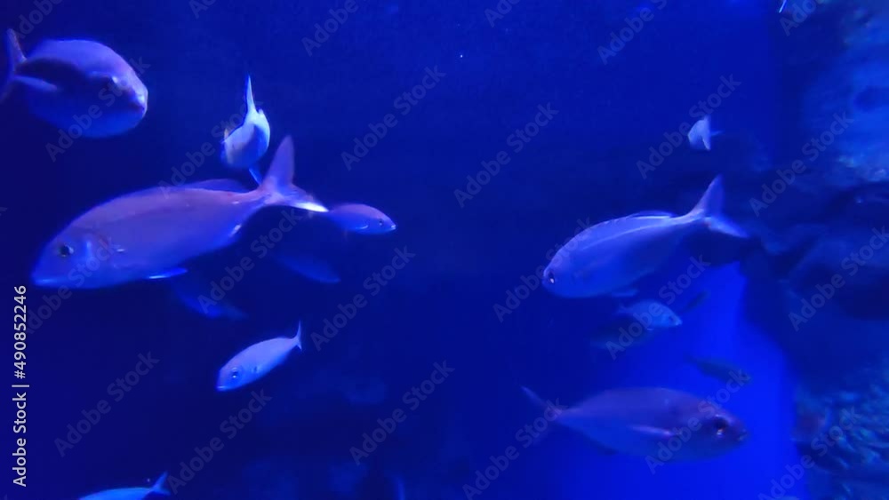 Napoli – Pesci su sfondo blu nell'acquario della Stazione Zoologica Napoli – Pesci su sfondo blu nell'acquario della Stazione Zoologica