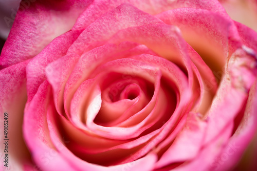 beautiful lush pink rose with stunning patterns on the inside of the flower with a shallow depth of field to give it a dreamy effect and showing the textures in nature with pastel colors