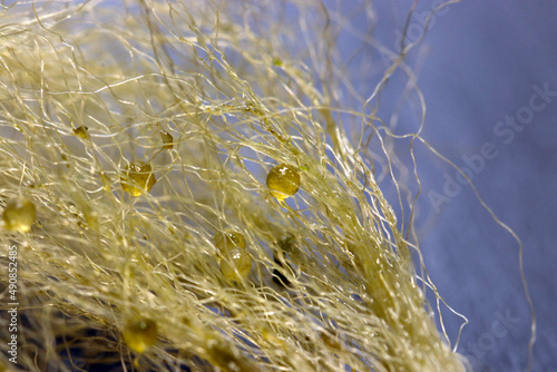 化学繊維でできた人工産卵床藻に付着したメダカの卵たちをマクロ接写撮影 photo