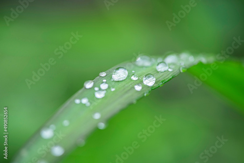 water drops on the green leaf grass