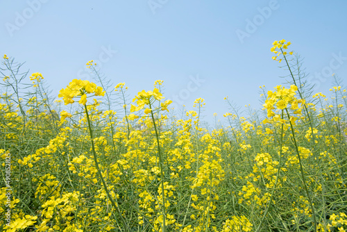 canola or rape flowers on a background of blue sky in spring