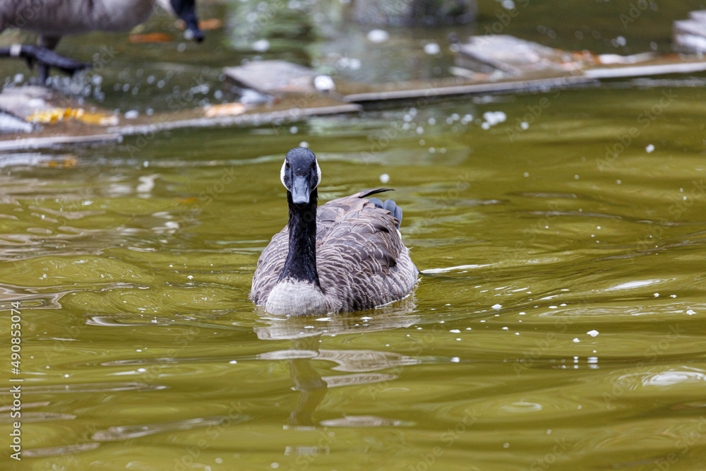 Fototapeta premium Canadian goose swimming the water in park