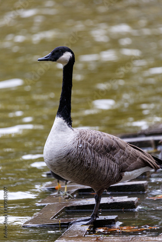 Canadian goose neat to the water in park