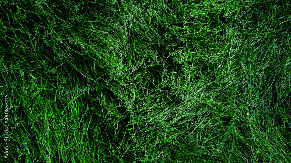 The texture of green grass surface for the background The texture of green grass surface for the background