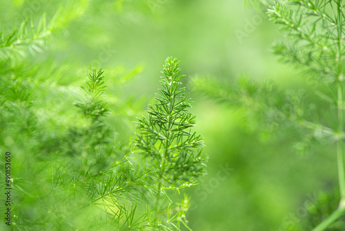 close up of plant green leaf  background.