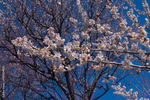 春の梅と青空