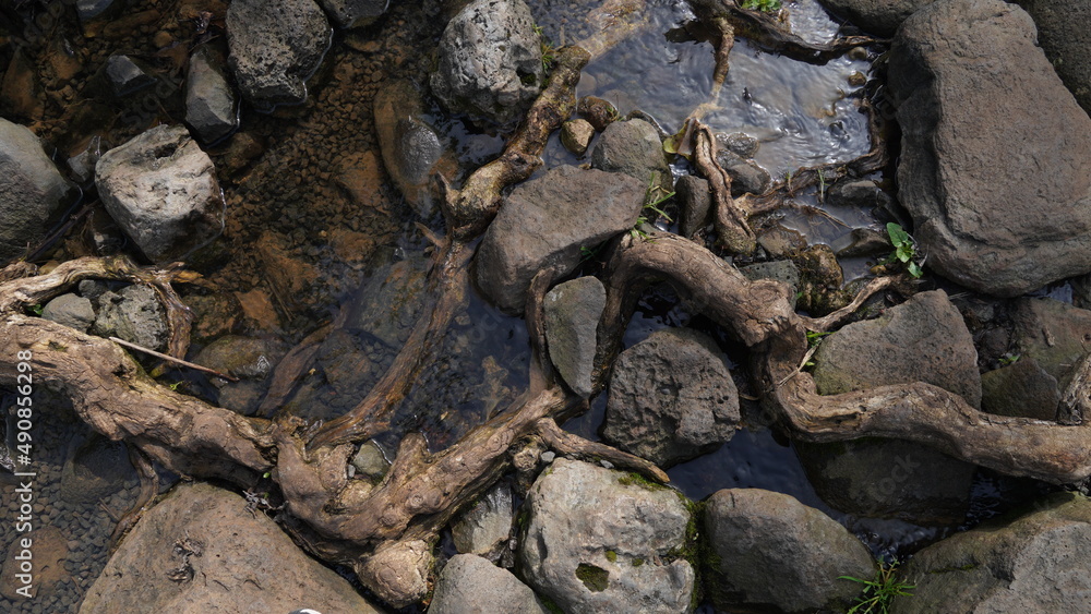 Small clear brook running beside brown stones and brown roots and branches. Branches, rocks and stones.