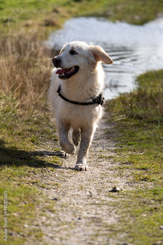 Fototapeta Naklejka Na Ścianę i Meble -  white dog running