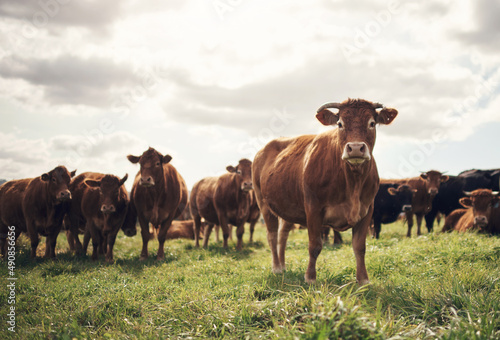 Wanna hear a joke Its really amoosing. Shot of a herd of cows on a farm.