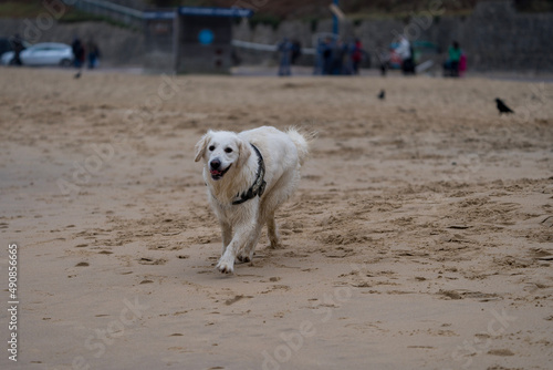 dog on the beach © Chris