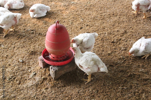 Broiler chicken drinking water in a farm