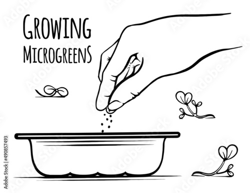 microgreen seed sowing vector freehand sketch black and white