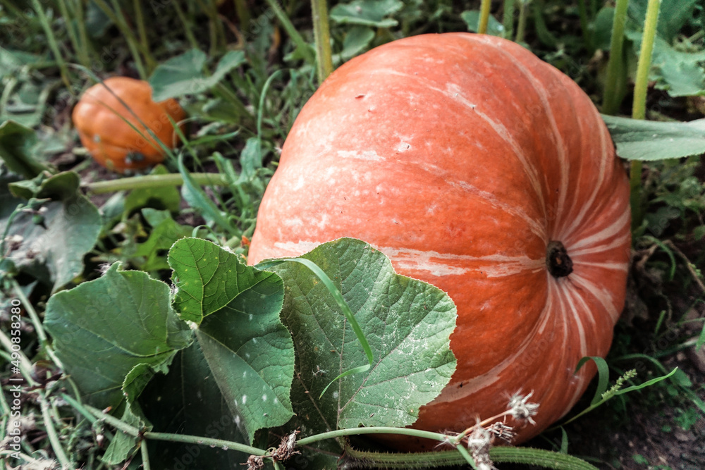 Obraz premium Ripe orange pumpkins growing in the garden. Two pumpkins with green leaves. One in the foreground, another one in the background unfocused. 