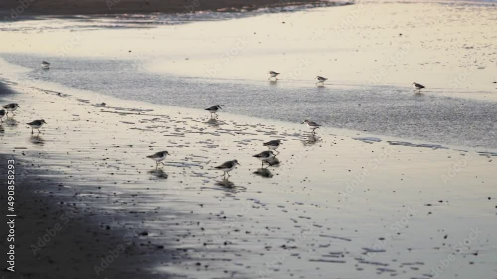 sanderlings walking along shore at low tide sanderlings walking along shore at low tide