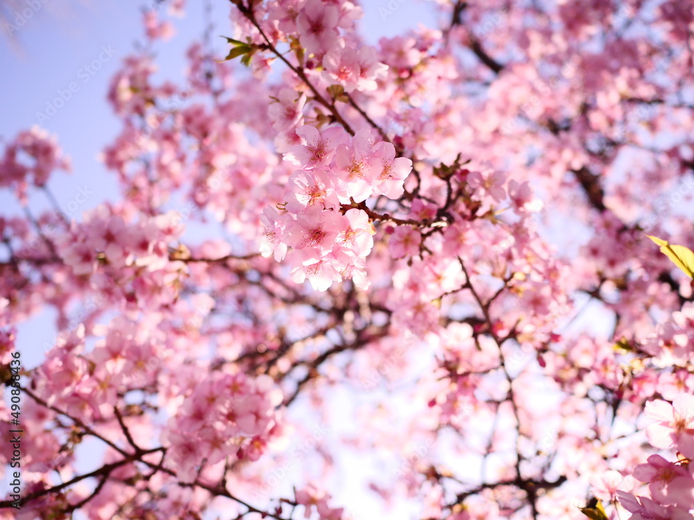 Obraz premium pink cherry blossom