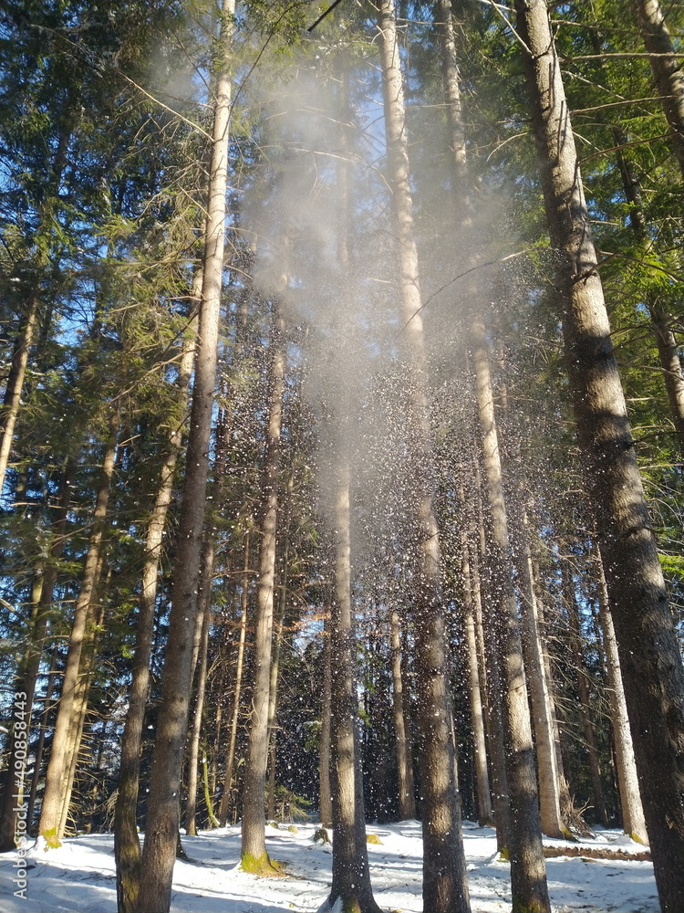 Obraz premium Herabrieselnder Schnee im Sonnenlicht auf Waldlichtung