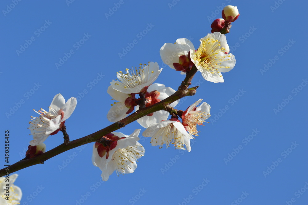 木, 空, 自然, ブランチ, 青, ブランチ, 冬, 森, とぶ, 木, 植える, 木, 季節, 白, トランクス, シルエット, 葉, 死んだ, 葉, ナチュラル, 風景, 雪、梅、花、春 木, 空, 自然, ブランチ, 青, ブランチ, 冬, 森, とぶ, 木, 植える, 木, 季節, 白, トランクス, シルエット, 葉, 死んだ, 葉, ナチュラル, 風景, 雪、梅、花、春