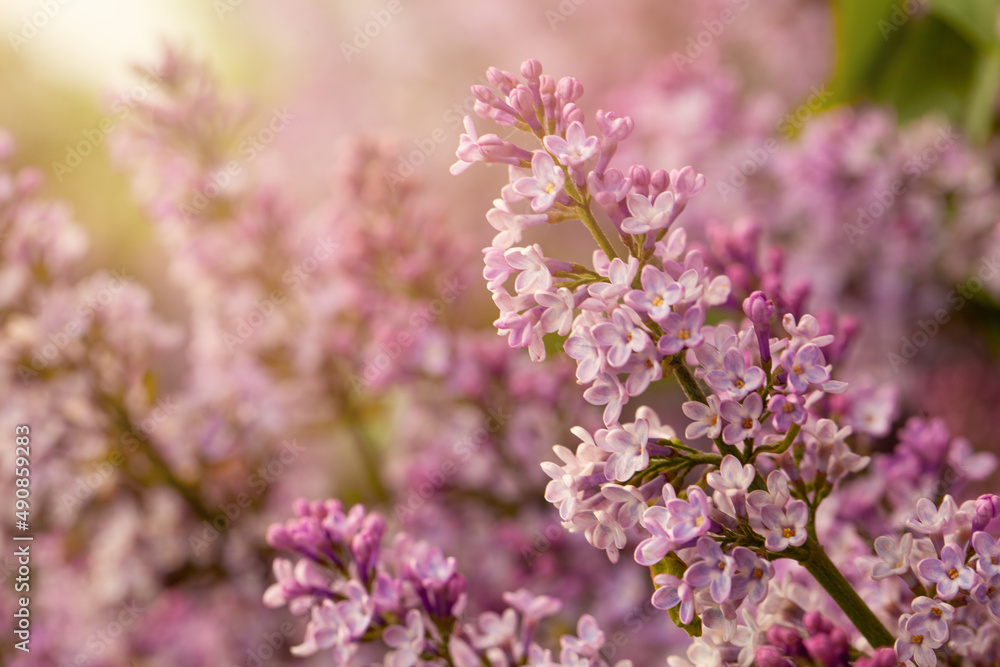 Pretty Pastel Light Pink Lilac Flower Bunch Closeup, soft focus background with bokeh light Pretty Pastel Light Pink Lilac Flower Bunch Closeup, soft focus background with bokeh light