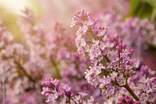 Pretty Pastel Light Pink Lilac Flower Bunch Closeup, soft focus background with bokeh light