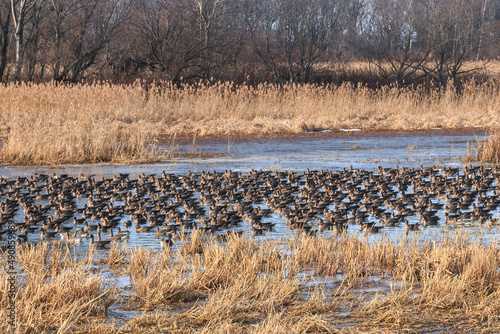 Wallpaper Mural 北海道千歳市、長都沼にて群れを成すマガン【12月】 Torontodigital.ca