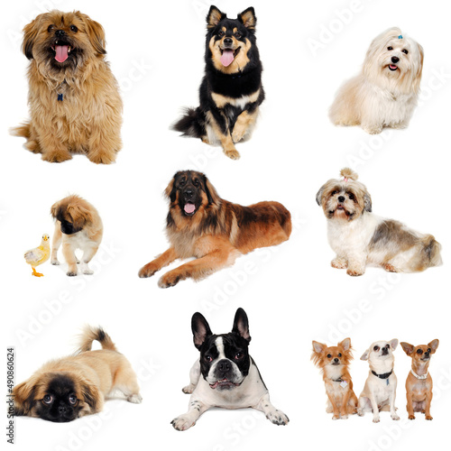 Photography collection with dogs