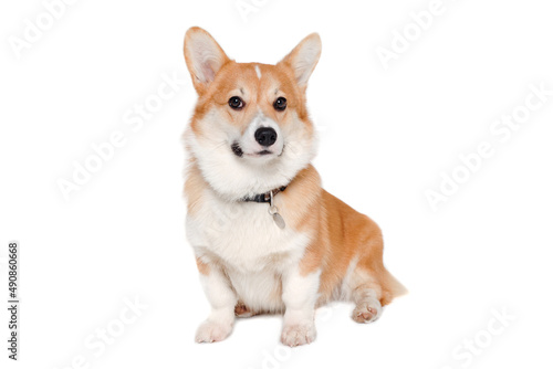 Welsh Corgi Pembroke dog