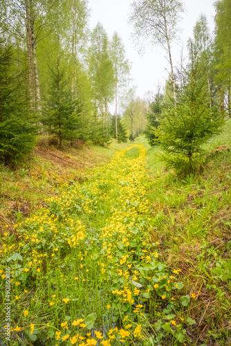 A beautiful spring landscape with march marigolds blooming in the ditch. Seasonal scenery of Northern Europe woodlands.