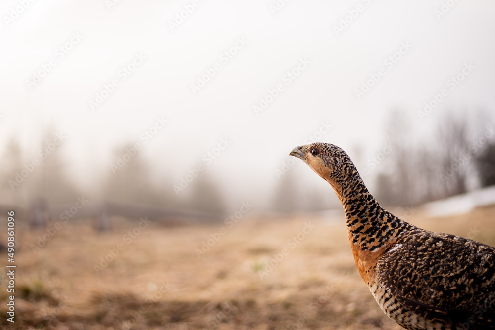 Female Black Grouse on wild, natural environment. Female Black Grouse on wild, natural environment.