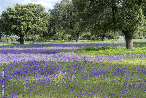 Beautiful view of the field covered with purple flowers in Extremadura, Spain