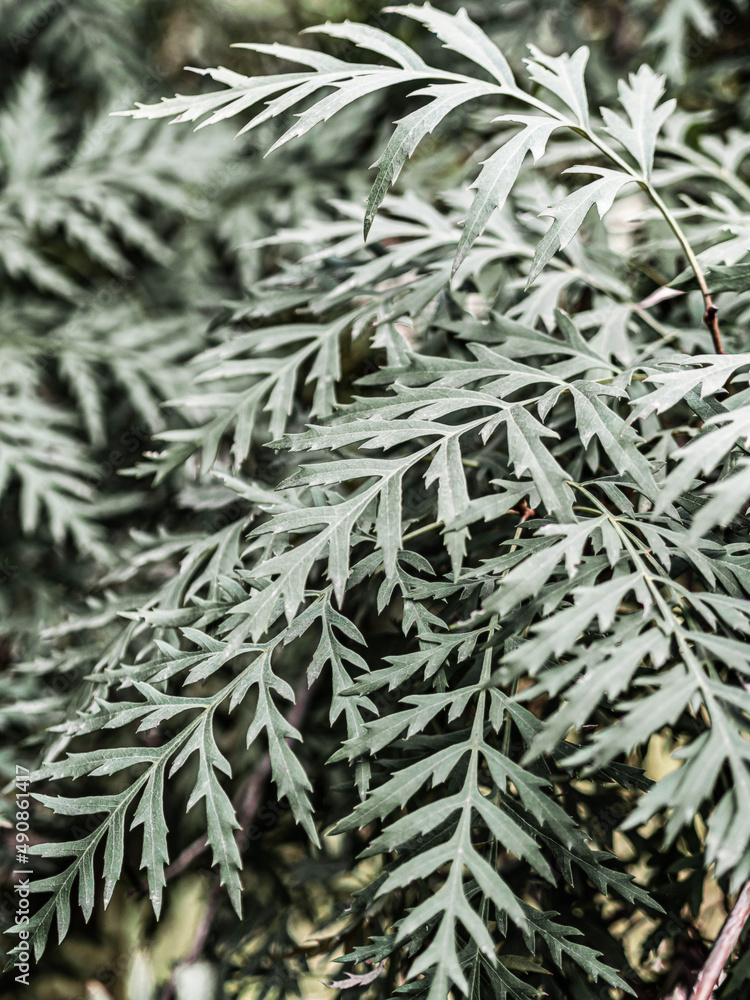 Tropical leaves beautiful pattern outdoor. Natural leaves background Tropical leaves beautiful pattern outdoor. Natural leaves background