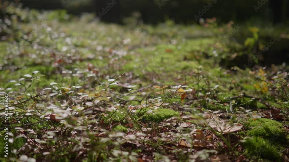 Moss in the forest. Beautiful moss on the ground in a moist coniferous forest. High quality FullHD footage Moss in the forest. Beautiful moss on the ground in a moist coniferous forest. High quality FullHD footage