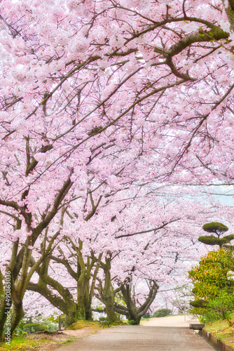 Wallpaper Mural 満開の桜並木（縦構図） Torontodigital.ca